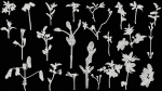 25 Spring Sprouts