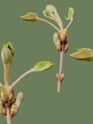25-spring-sprouts-3d-model-deea4d02e1