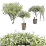 29 Different SETS Of Pot plants  Flowers SET VOL06