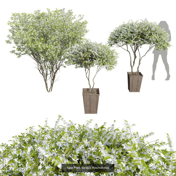 29 Different SETS Of Pot plants  Flowers SET VOL06