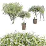 29 Different SETS Of Pot plants  Flowers SET VOL06