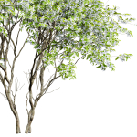 29 Different SETS Of Pot plants  Flowers SET VOL06