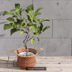 29 Different SETS Of Pot plants  Flowers SET VOL06