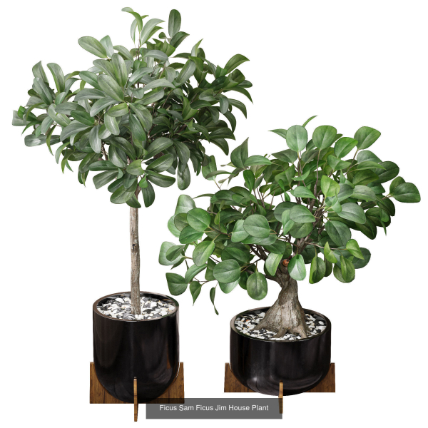 29 Different SETS Of Pot plants  Flowers SET VOL06