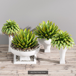 29 Different SETS Of Pot plants  Flowers SET VOL06