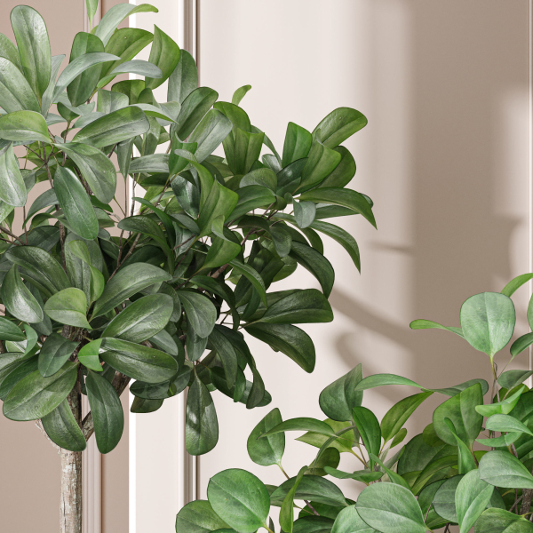 29 Different SETS Of Pot plants  Flowers SET VOL06