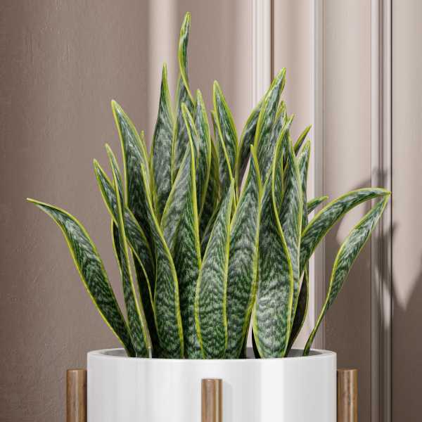 29 Different SETS Of Pot plants  Flowers SET VOL06