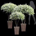 29 Different SETS Of Pot plants  Flowers SET VOL06