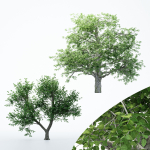 2diffrent tree European Beech 2 trees Models in the scene