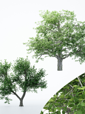 2diffrent-tree-european-beech-2-trees-models-in-the-scene-3d-model-max-obj-fbx-blend-mat