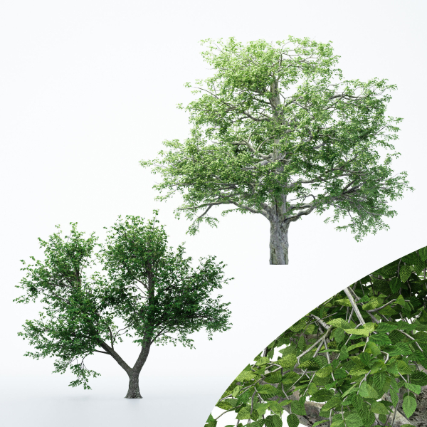 2diffrent tree European Beech 2 trees Models in the scene
