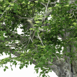 2diffrent tree European Beech 2 trees Models in the scene