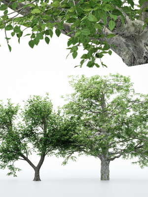 2diffrent tree European Beech 2 trees Models in the scene