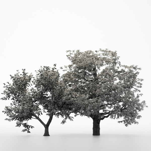 2diffrent tree European Beech 2 trees Models in the scene