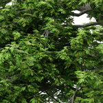 2diffrent tree Sassafras 2 trees Models in the scene