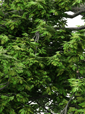 2diffrent-tree-sassafras-2-trees-models-in-the-scene-3d-model-max-obj-fbx-blend-mat