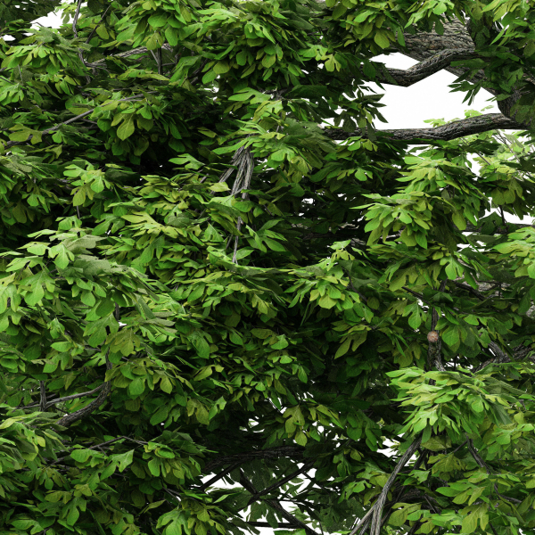 2diffrent tree Sassafras 2 trees Models in the scene