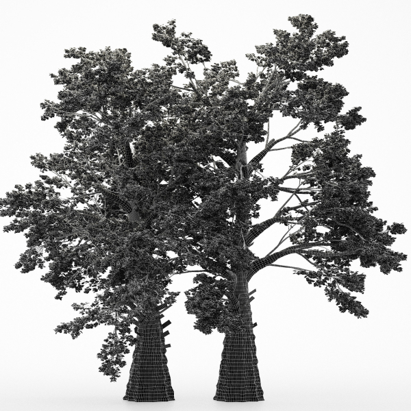 2diffrent tree Sassafras 2 trees Models in the scene