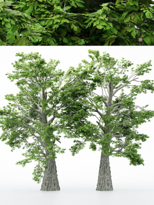 2diffrent tree Sassafras 2 trees Models in the scene