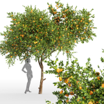 2tree - Apple fruit tree Tangerine fruit tree