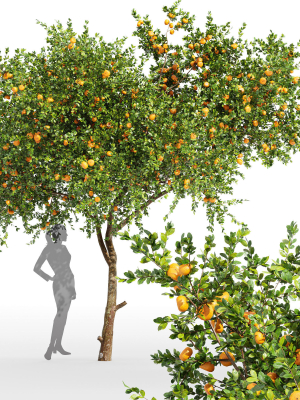 2tree-apple-fruit-tree-tangerine-fruit-tree-3d-model-max-obj-fbx-mat