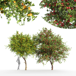 2tree - Apple fruit tree Tangerine fruit tree