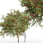 2tree - Apple fruit tree Tangerine fruit tree