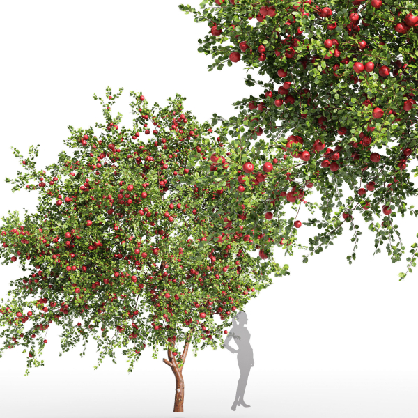 2tree - Apple fruit tree Tangerine fruit tree