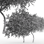 2tree - Apple fruit tree Tangerine fruit tree