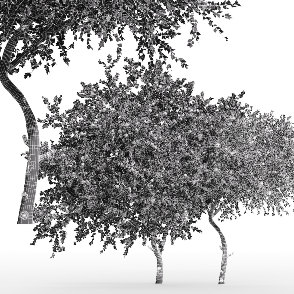 2tree - Apple fruit tree Tangerine fruit tree