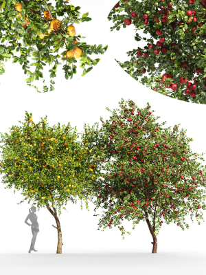 2tree - Apple fruit tree Tangerine fruit tree