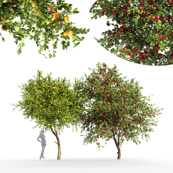 2tree - Apple fruit tree Tangerine fruit tree