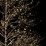 2tree Real Tree Acer Buergerianum Small Winter