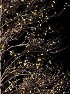 2tree-real-tree-acer-buergerianum-small-winter-3d-model-max-obj-fbx-mat