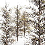 2tree Real Tree Acer Buergerianum Small Winter