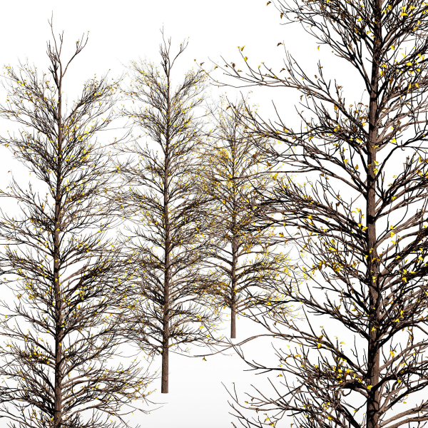 2tree Real Tree Acer Buergerianum Small Winter