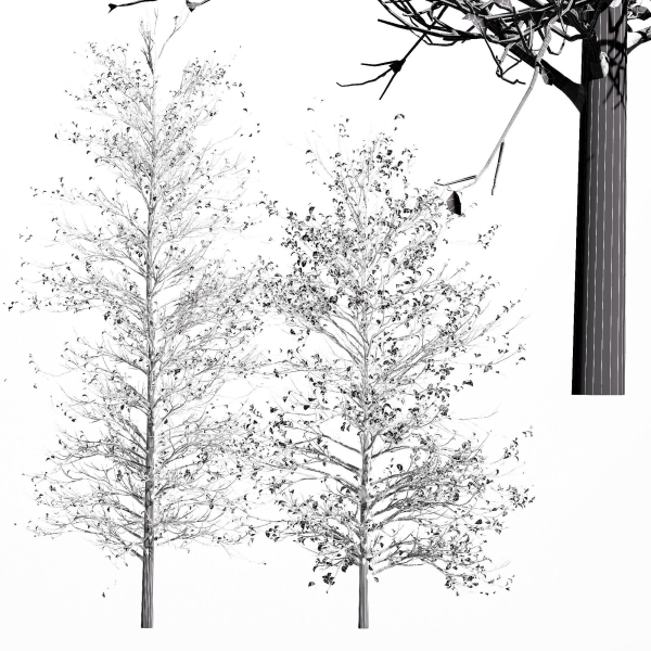 2tree Real Tree Acer Buergerianum Small Winter