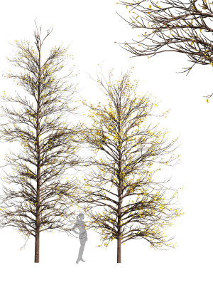 2tree Real Tree Acer Buergerianum Small Winter