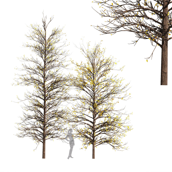 2tree Real Tree Acer Buergerianum Small Winter
