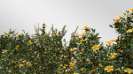 3 Allamanda Cathartica Plant Set