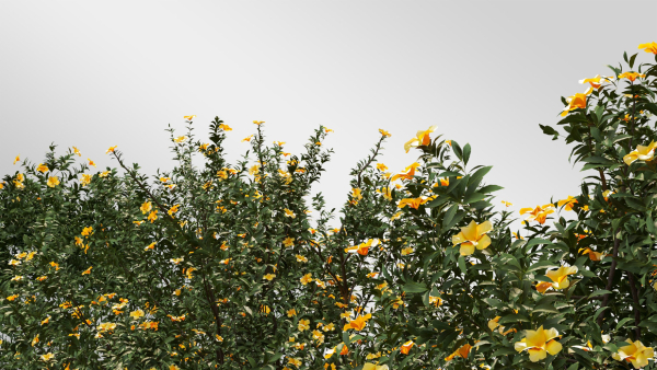 3 Allamanda Cathartica Plant Set