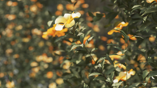 3 Allamanda Cathartica Plant Set