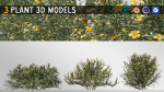 3 Allamanda Cathartica Plant Set
