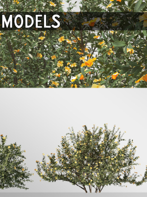 3 Allamanda Cathartica Plant Set
