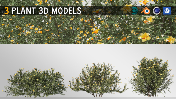3 Allamanda Cathartica Plant Set