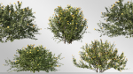 3 Allamanda Cathartica Plant Set