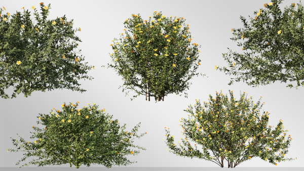 3 Allamanda Cathartica Plant Set