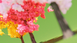 3 Colorful Trees