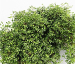 3 Different tree Bush Golden Globe Dwarf Thuja Spruce tree