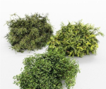 3 Different tree Bush Golden Globe Dwarf Thuja Spruce tree